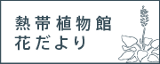 熱帯植物館 花だより