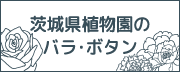 茨城県植物園のバラ・ボタン
